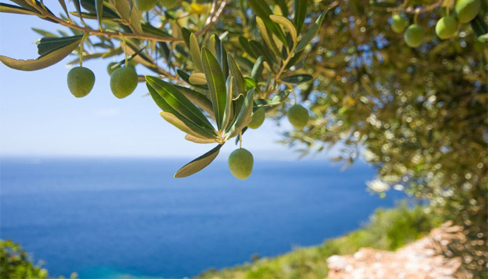 Ιστορία του ελαιολάδου στη Μεσσηνία